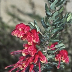 Grevillea baueri subsp. asperula (Bauer's grevillea) at Coolumburra, NSW - 29 Sep 1998 by BettyDonWood