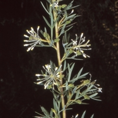 Grevillea 'White Wings' at Morton National Park - 16 Sep 1998 by BettyDonWood