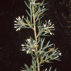 Grevillea 'White Wings' at Morton National Park - 16 Sep 1998 12:00 AM