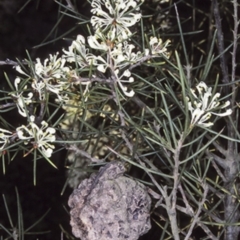 Hakea sericea (Needlebush) at Sussex Inlet, NSW - 12 Aug 1998 by BettyDonWood