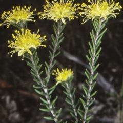 Leionema diosmeum at Tianjara, NSW - 15 Sep 1998 by BettyDonWood