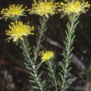 Leionema diosmeum at Tianjara, NSW - 16 Sep 1998