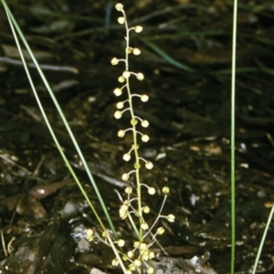 Lomandra cylindrica at Mundamia, NSW - 16 Sep 1998 12:00 AM
