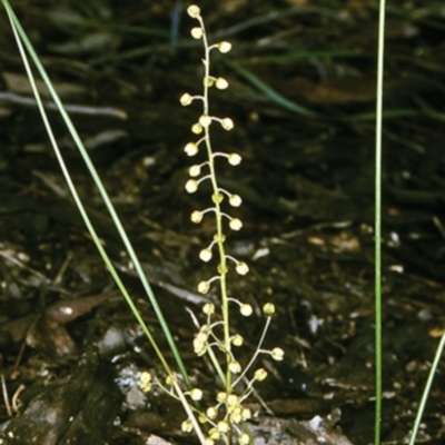 Lomandra cylindrica (Needle Mat-rush) at Mundamia, NSW - 16 Sep 1998 by BettyDonWood