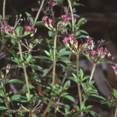 Pomax umbellata (A Pomax) at Bomaderry Creek Regional Park - 15 Sep 1998 by BettyDonWood