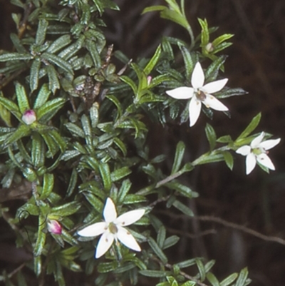 Rhytidosporum procumbens (White Marianth) at Wandandian, NSW - 12 Aug 1998 by BettyDonWood