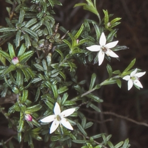 Rhytidosporum procumbens at Wandandian, NSW - 13 Aug 1998