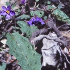 Solanum silvestre (Violet Nightshade) at Monga National Park - 24 Sep 1998 by BettyDonWood