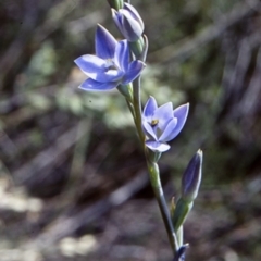 Thelymitra media var. media (Tall Sun Orchid) at North Nowra, NSW - 30 Sep 1998 by BettyDonWood