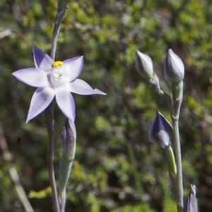 Thelymitra pauciflora at Bomaderry Creek Regional Park - suppressed