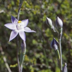 Thelymitra pauciflora (Slender Sun Orchid) at Bomaderry Creek Regional Park - 30 Sep 1998 by BettyDonWood