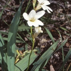 Tritonia gladiolaris (Lined Tritonia) at Bomaderry, NSW - 1 Oct 1998 by BettyDonWood