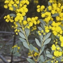 Acacia buxifolia subsp. buxifolia (Box-leaf Wattle) at Batemans Bay, NSW - 11 Aug 1998 by BettyDonWood