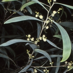 Acacia falcata (Hickory Wattle) at North Batemans Bay, NSW - 8 Jun 1998 by BettyDonWood