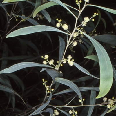 Acacia falcata (Hickory Wattle) at North Batemans Bay, NSW - 9 Jun 1998 by BettyDonWood