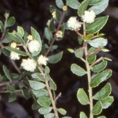 Acacia hispidula at Barringella, NSW - 5 Jun 1998 by BettyDonWood