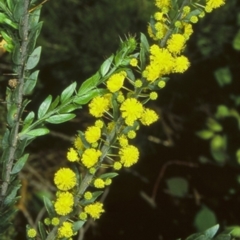 Acacia paradoxa (Kangaroo Thorn) at Batemans Bay, NSW - 11 Aug 1998 by BettyDonWood