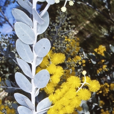 Acacia podalyriifolia (Queensland Silver Wattle) at Mundamia, NSW - 6 Jun 1998 by BettyDonWood