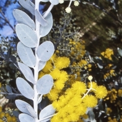Acacia podalyriifolia (Queensland Silver Wattle) at Mundamia, NSW - 5 Jun 1998 by BettyDonWood