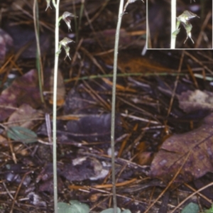 Acianthus fornicatus at South Pacific Heathland Reserve - suppressed