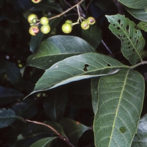 Alectryon subcinereus at Milton, NSW - 3 Jul 1998 12:00 AM