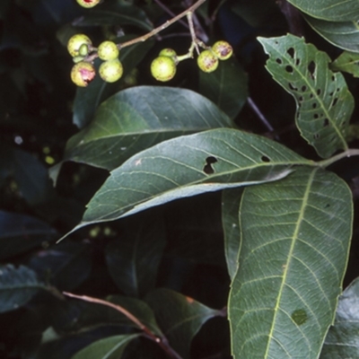 Alectryon subcinereus (Native Rambutan) at Milton, NSW - 3 Jul 1998 by BettyDonWood