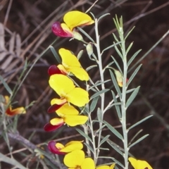 Bossiaea heterophylla (Variable Bossiaea) at Mundamia, NSW - 5 Jun 1998 by BettyDonWood