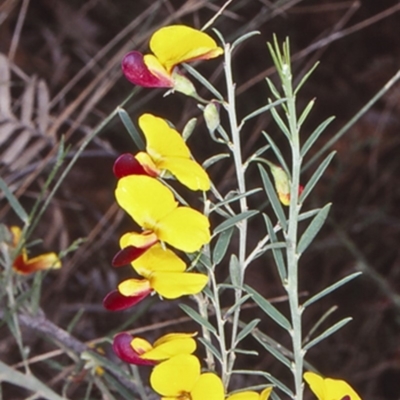 Bossiaea heterophylla (Variable Bossiaea) at Mundamia, NSW - 6 Jun 1998 by BettyDonWood