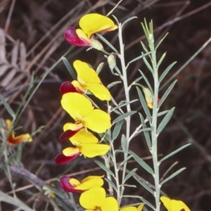 Bossiaea heterophylla at Mundamia, NSW - 6 Jun 1998