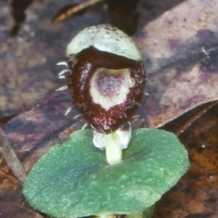 Corysanthes pruinosus (Toothed Helmet Orchid) at Nelligen, NSW - 9 Jun 1998 by BettyDonWood