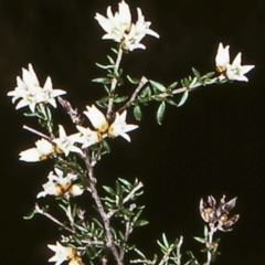 Cryptandra propinqua (Silky Cryptandra) at Jervis Bay National Park - 6 Jun 1998 by BettyDonWood