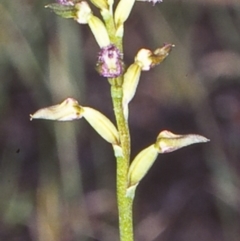 Corunastylis apostasioides (Freak Midge orchid) at Bomaderry Creek Regional Park - 1 Jul 1998 by BettyDonWood