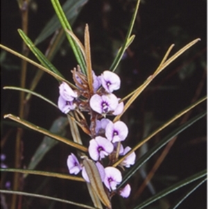Hovea longifolia at Mogo State Forest - 9 Aug 1998