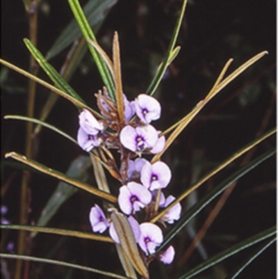 Hovea longifolia (Long-leaf Hovea) at Mogo State Forest - 9 Aug 1998 by BettyDonWood