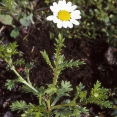 Leucanthemum vulgare (Ox-eye Daisy) at Milton, NSW - 3 Jul 1998 by BettyDonWood