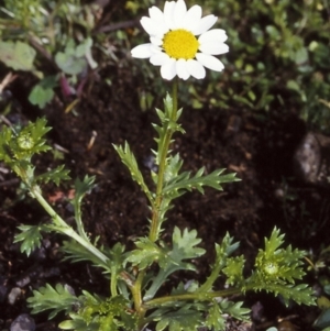 Leucanthemum vulgare at Milton, NSW - 3 Jul 1998 12:00 AM