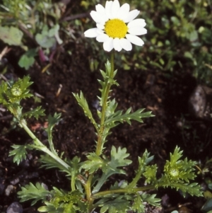 Leucanthemum vulgare at Milton, NSW - 3 Jul 1998