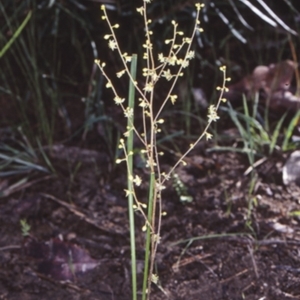 Lomandra micrantha subsp. tuberculata at Bomaderry Creek Regional Park - 6 Jun 1998