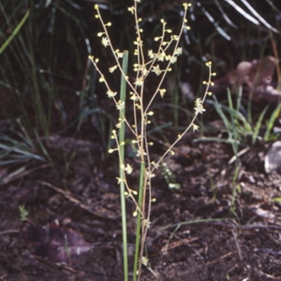 Lomandra micrantha subsp. tuberculata (Small-flowered Mat-rush) at Bomaderry Creek Regional Park - 5 Jun 1998 by BettyDonWood