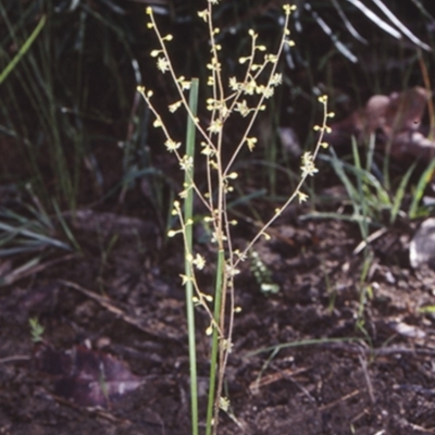 Lomandra micrantha subsp. tuberculata (Small-flowered Mat-rush) at North Nowra, NSW - 6 Jun 1998 by BettyDonWood