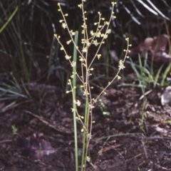 Lomandra micrantha subsp. tuberculata (Small-flowered Mat-rush) at Bomaderry Creek Regional Park - 5 Jun 1998 by BettyDonWood