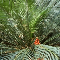 Macrozamia communis (Burrawang) at Buckenbowra State Forest - 9 Jun 1998 by BettyDonWood