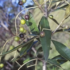 Olea europaea subsp. cuspidata (African Olive) at Milton, NSW - 2 Jul 1998 by BettyDonWood