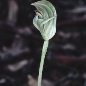 Pterostylis curta at Murramarang National Park - 12 Aug 1998