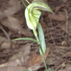 Pterostylis grandiflora (Cobra Greenhood) at Benandarah State Forest - 3 Jul 1998 by BettyDonWood