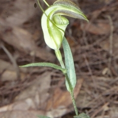 Pterostylis grandiflora (Cobra Greenhood) at Benandarah State Forest - 4 Jul 1998 by BettyDonWood