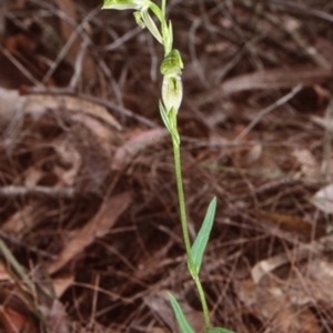Pterostylis longifolia at Benandarah State Forest - suppressed