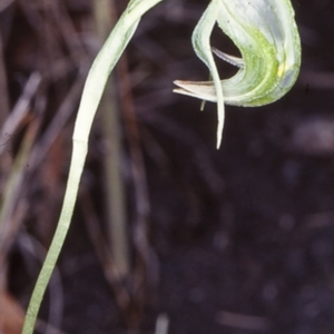 Pterostylis nutans at Mogo State Forest - suppressed
