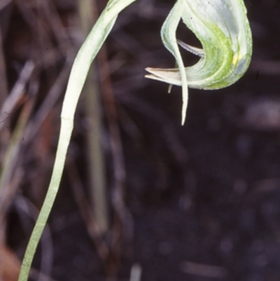 Pterostylis nutans (Nodding Greenhood) at Mogo State Forest - 4 Jul 1998 by BettyDonWood