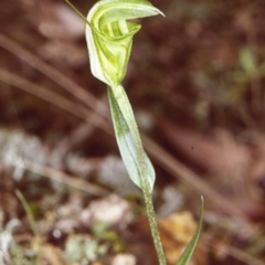 Diplodium obtusum (Blunt-tongue Greenhood) at Buckenbowra State Forest - 9 Jun 1998 by BettyDonWood